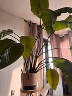 Strelitzia plant 200cm inclusief rieten mand, Ophalen, 200 cm of meer, Overige soorten, Halfschaduw