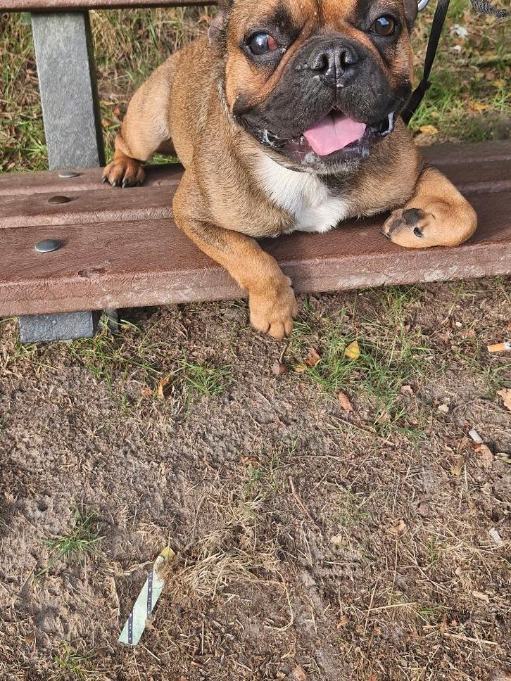 franse bulldog, Dieren en Toebehoren, Honden | Dekreuen, Reu, Particulier, Eén hond, Nederland, 1 tot 2 jaar, CDV (hondenziekte)