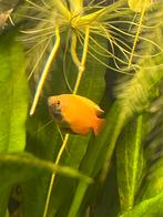 Man honing goerami, Vis