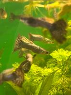 Blue/red metal guppen, Vis