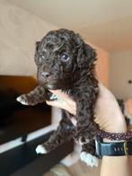 Toy poedel x mini poedel pups (Choco bruin), Dieren en Toebehoren, Honden | Chihuahua's en Gezelschapshonden, Poedel, CDV (hondenziekte)