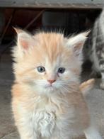 Maine coon kittens, Dieren en Toebehoren, Poes, Gechipt, 0 tot 2 jaar