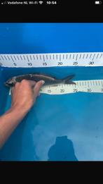 Mooie koi, Dieren en Toebehoren, Vissen | Vijvervissen, Karper of Koi