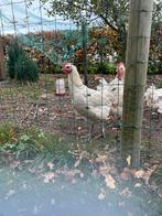 Poule de Bresse Haan, Mannelijk, Kip