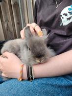 Dwergkonijnen, twee vrouwtjes, gesteriliseerd, gevaccineerd, Dieren en Toebehoren, Ophalen, 110 cm of meer, 90 cm of meer, Konijn