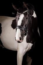 Prachtige brave 3 jarige bonte merrie rontgen ggk, Merrie, B, Gechipt, Dressuurpaard