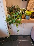 Diverse kamerplanten te koop - zsm weg, Ophalen