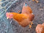 New hampshire kriel haan. Nog geen jaar oud., Dieren en Toebehoren, Pluimvee, Mannelijk, Kip