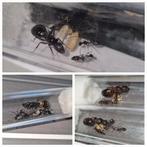 Campontus pakket | mierenkolonies ants mieren antcolonies, Dieren en Toebehoren, Insecten en Spinnen, Mieren