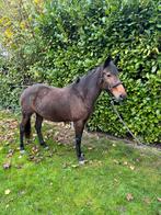 D pony, Dieren en Toebehoren, Merrie, Recreatiepony, 3 tot 6 jaar