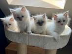 100% Ragdoll kittens, Dieren en Toebehoren, Katten en Kittens | Raskatten | Langhaar, Meerdere dieren, Gechipt, 0 tot 2 jaar
