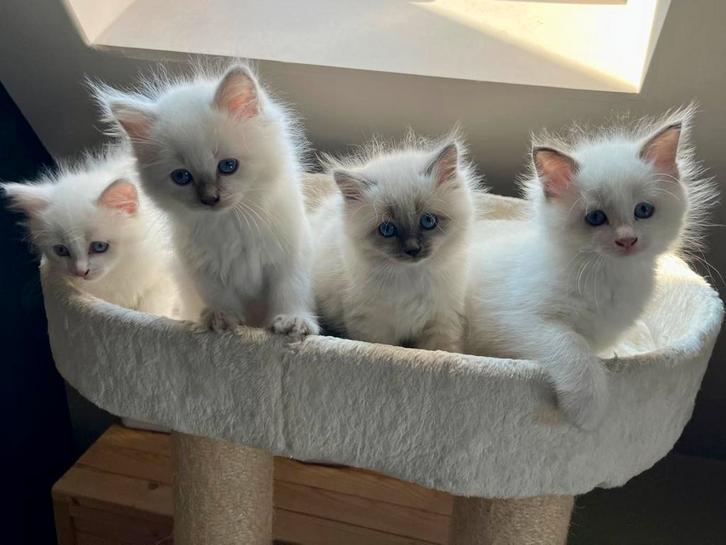 100% Ragdoll kittens, Dieren en Toebehoren, Katten en Kittens | Raskatten | Langhaar, Meerdere dieren, 0 tot 2 jaar, Gechipt, Ontwormd