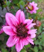 Dahlia knollen ~ Halskraag soorten, Ophalen of Verzenden, Najaar, Volle zon, Knol