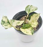 Epipremnum Happy Leaf, Ophalen of Verzenden, Overige soorten, Minder dan 100 cm