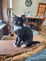 Mooi lieve kittens te koop, Meerdere dieren, Kortharig, 0 tot 2 jaar