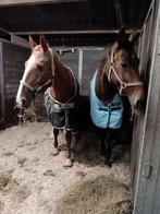 Paarden box te huur, Dieren en Toebehoren, Stalling en Weidegang