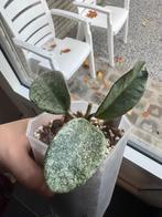 Hoya nova ghost, Verzenden, Overige soorten, Halfschaduw, Minder dan 100 cm