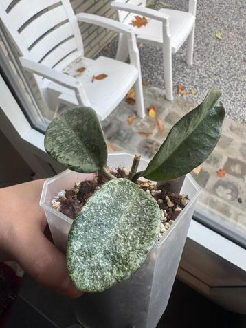 Hoya nova ghost beschikbaar voor biedingen