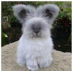 GEZOCHT: Engelse Angora full face voedster, Meerdere dieren, Middelgroot