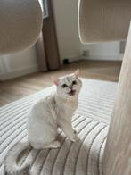 (Drachtige) fokpoes met stamboom zoekt nieuwe thuis, Dieren en Toebehoren, Katten en Kittens | Raskatten | Korthaar, Poes, Gechipt