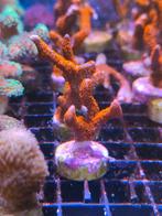Koraal stekken diverse soorten zeeaquarium zeewater, Dieren en Toebehoren, Ophalen, Nieuw, Gevuld zeewateraquarium