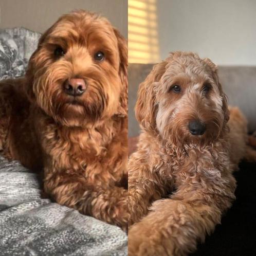Australian labradoodle pups, Dieren en Toebehoren, Honden | Retrievers, Spaniëls en Waterhonden, Meerdere dieren, Overige rassen