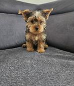 Prachtige Yorkshire terriër pups (Reutjes), Dieren en Toebehoren, Yorkshire Terriër, Rabiës (hondsdolheid), 8 tot 15 weken, Meerdere