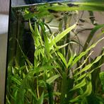 Guppy's te koop (baby), Ophalen, Zo goed als nieuw