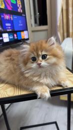 Brits Langhaar kittens met STAMBOOM, Dieren en Toebehoren, Kater, Gechipt