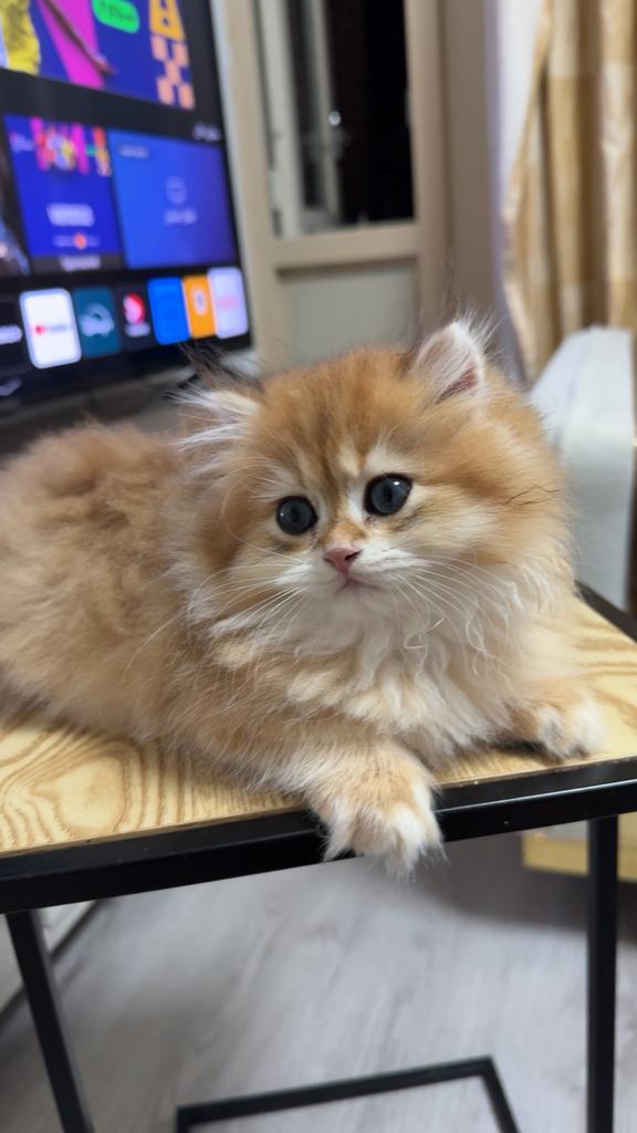 Brits Langhaar kittens met STAMBOOM, Dieren en Toebehoren, Katten en Kittens | Raskatten | Langhaar, Kater, Gechipt