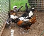 Jonge haantjes Nederlandse baardkuifhoen, Dieren en Toebehoren, Pluimvee, Mannelijk, Kip