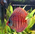 Discus vis red turquoise, Dieren en Toebehoren, Vissen | Aquariumvissen, Vis