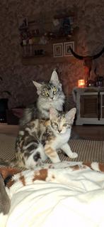 ***heel mooi gekleurd maine coon x poesje***, Poes, Gechipt, 0 tot 2 jaar