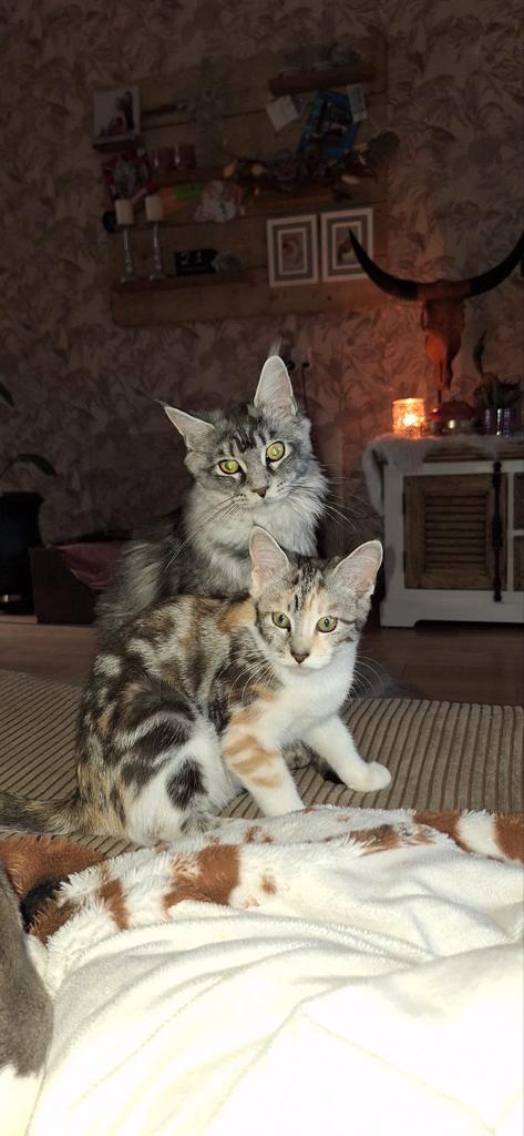 ***heel mooi gekleurd maine coon x poesje***, Dieren en Toebehoren, Katten en Kittens | Raskatten | Korthaar, Poes, 0 tot 2 jaar
