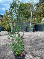 Prunus lucitanica (portugese laurier), Tuin en Terras, Ophalen, Bloeit niet, Halfschaduw, Overige soorten