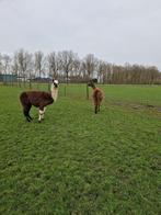 Te koop koppel lamas halstermak, Dieren en Toebehoren