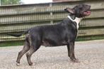 Bullterrier met Stamboom, Bull Terriër, CDV (hondenziekte), Teef, Eén hond