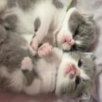5 Britse korthaar kittens met stamboom, Dieren en Toebehoren, Katten en Kittens | Raskatten | Korthaar, Meerdere dieren, Gechipt
