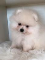 Pomeriaan cream mini reutje, Dieren en Toebehoren, België, Fokker | Hobbymatig, Reu, 8 tot 15 weken