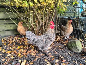 Araucana haan beschikbaar voor biedingen