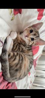 Schattige Bengaalse-Europese Korthaar Kittens te Koop!, Dieren en Toebehoren, Katten en Kittens | Overige Katten