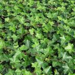 **ACTIE** Klimop, Hedera hibernica 50 cm nu € 1.25, Tuin en Terras, Vaste plant, Ophalen of Verzenden, Bloeit niet, Halfschaduw