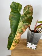 Philodendron Florida Beauty x Billietiae Variegata Kruising, Huis en Inrichting, Kamerplanten, Ophalen of Verzenden