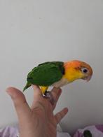 Baby roestkop caique, Geslacht onbekend, Papegaai, Geringd