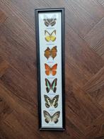 opgezette vlinders (7) in lijst taxidermie, Opgezet dier, Ophalen of Verzenden, Zo goed als nieuw, Insect