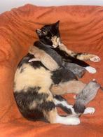 Kittens, Poes, Ontwormd