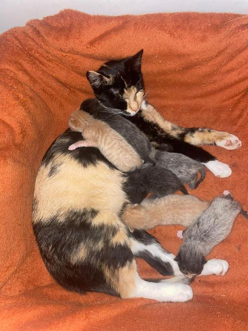 Kittens, Dieren en Toebehoren, Katten en Kittens | Raskatten | Korthaar, Poes, Ontwormd