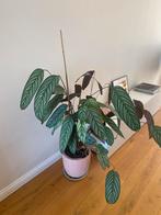 Ctenanthe kamerplant, Ophalen of Verzenden, Overige soorten, Minder dan 100 cm