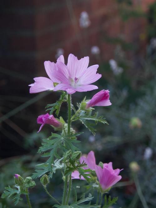 Muskuskaasjeskruid, Malva moschata. Roze. Zaden onbespoten, Tuin en Terras, Bloembollen en Zaden, Zaad, Voorjaar, Volle zon, Ophalen of Verzenden