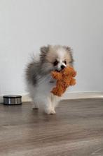 Pomeriaan dwergkeesje, Particulier, Keeshond, Reu, Buitenland